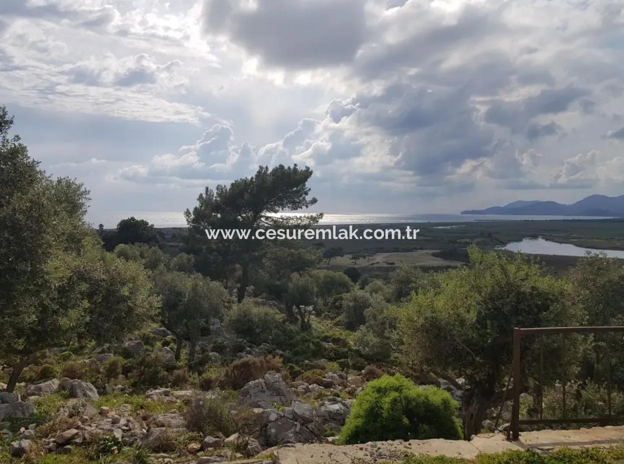 2555M2 Feld Zum Verkauf Von Cesur Emlak In Kapukargın In Der Nähe Des Strandes Von Kayacık