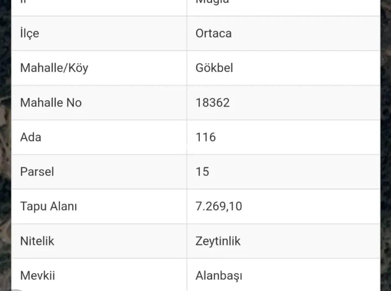 7269M2 Olivenwert Zum Verkauf In Dalyan Gökbel Von Cesur Real Estate