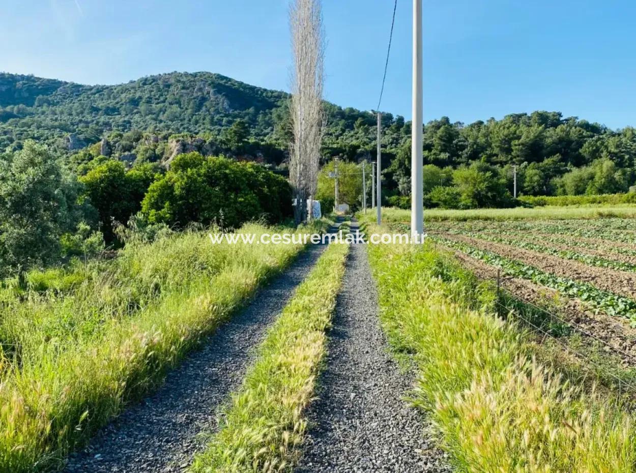 9000M2 Zitrusgarten Zum Verkauf In Ortaca Fevziye Çürükardın Ref.kodu:sk883