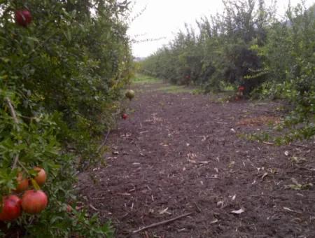 Pomegranate Garden Refkod Für Verkauf In Karginkürü Von Cesur Real Estate: Gdk586