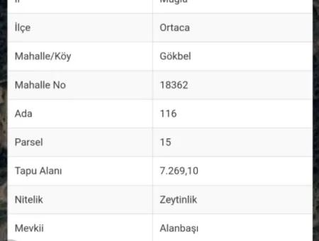 7269M2 Olivenwert Zum Verkauf In Dalyan Gökbel Von Cesur Real Estate