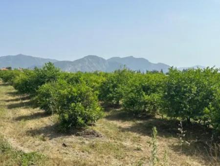 Durchschnittliches Jahreseinkommen Von 100.000 Dollar 25609M2 Garten Zum Verkauf 5-6 Minuten Vom Dalyan Center Entfernt