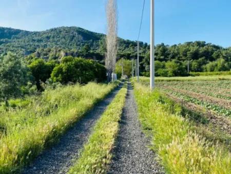 9000M2 Zitrusgarten Zum Verkauf In Ortaca Fevziye Çürükardın Ref.kodu:sk883