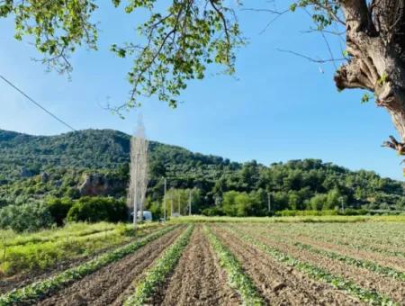 9000M2 Zitrusgarten Zum Verkauf In Ortaca Fevziye Çürükardın Ref.kodu:sk883