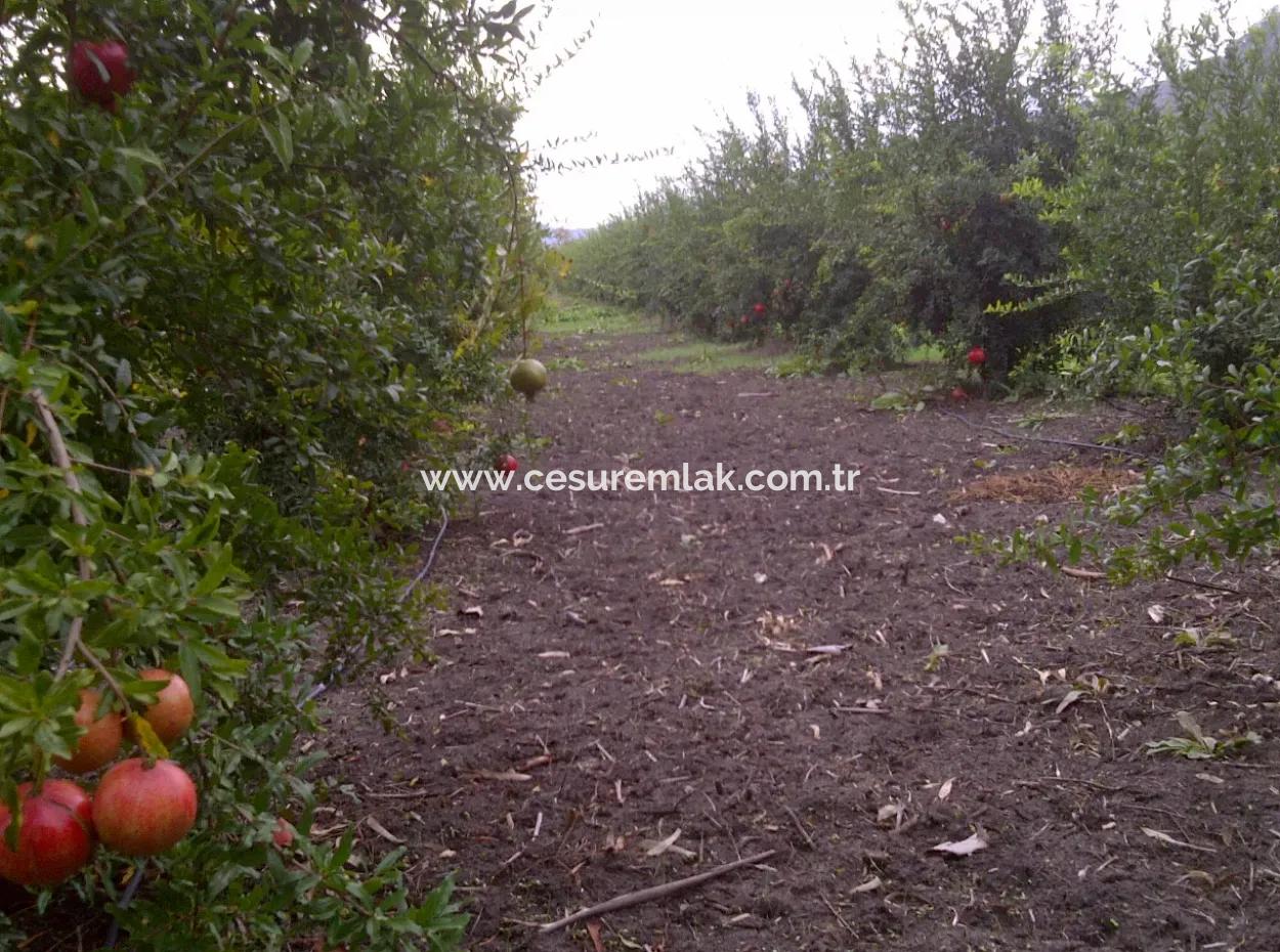 Pomegranate Garden Refkod For Sale In Karginkürü From Cesur Real Estate: Gdk586