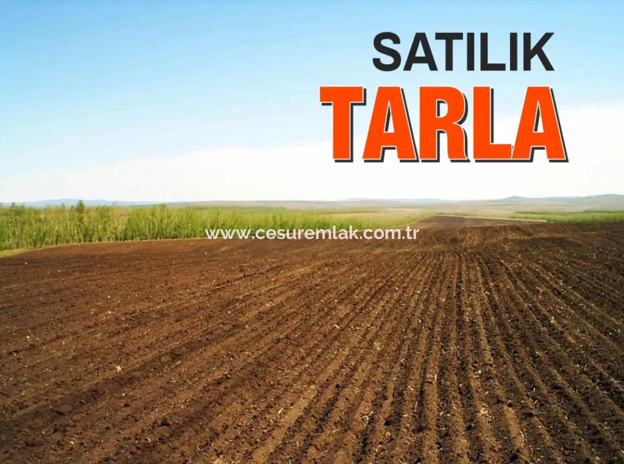 549M2 Field For Sale In Çöğmen From Cesur Emlak Ref.code:gdk823