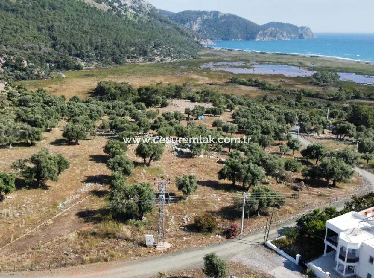 198M2 Sea View Field For Sale From Cesur Real Estate Ref.code:gdk881