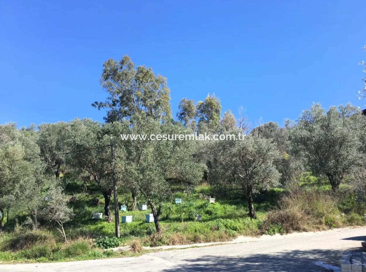 Olive Grove For Sale In Dalaman Şerefler From Cesur Real Estate