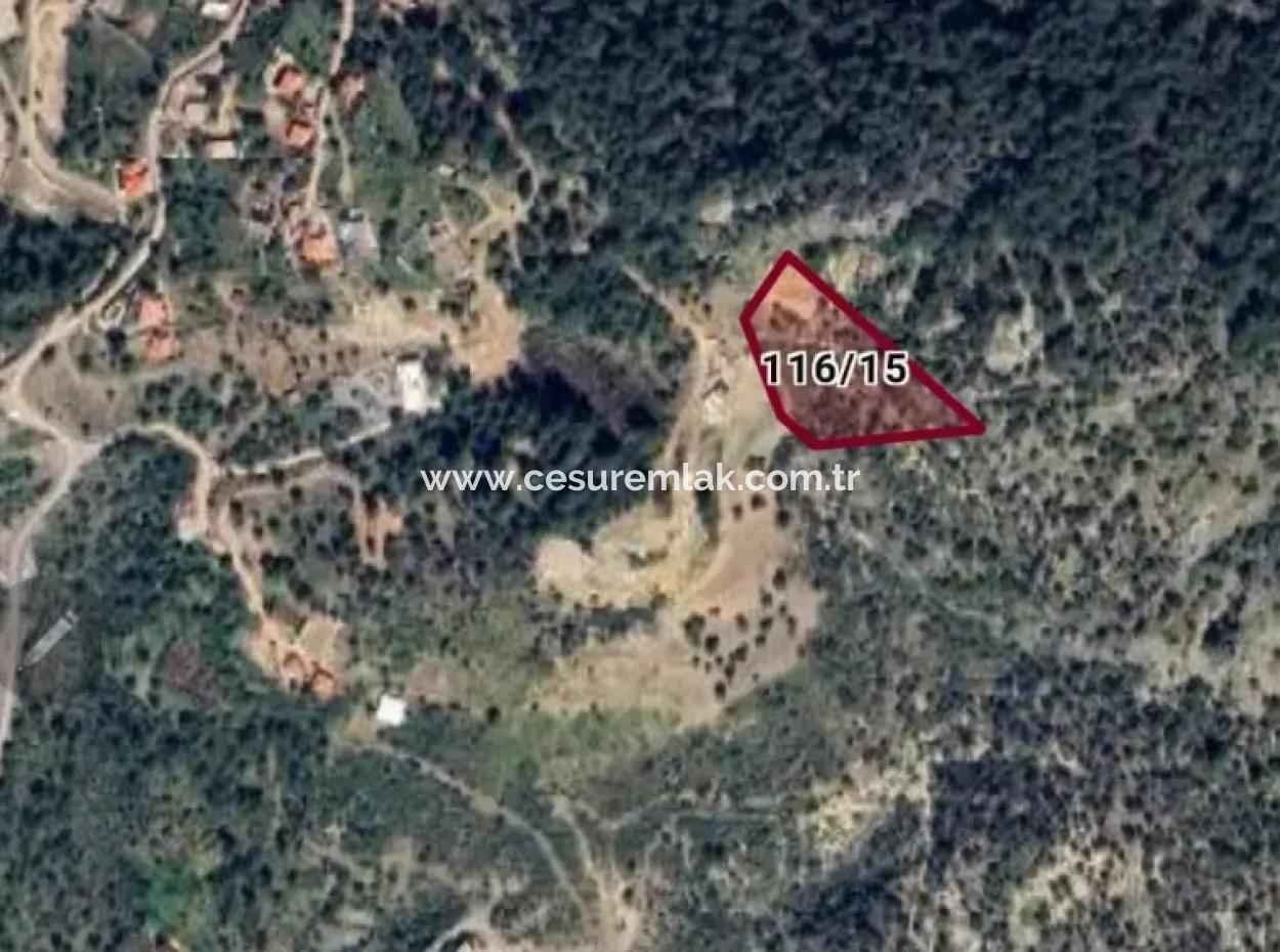 7269M2 Olive Worth For Sale In Dalyan Gökbel From Cesur Real Estate