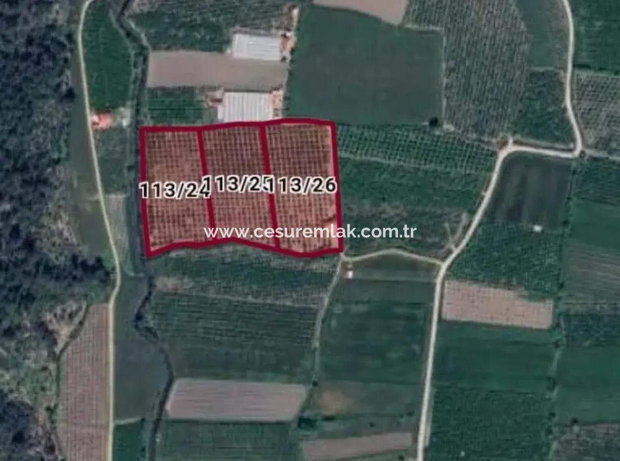 36790M2 Citrus Garden For Sale In Ortaca Mergenli Ref.code:sk855