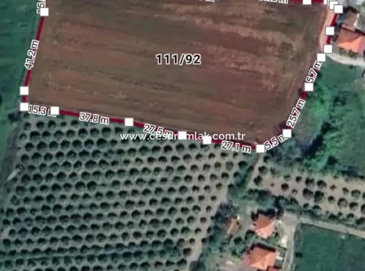 9874M2 Empty Field For Sale In Ortaca Akıncı Ref.code:sk861