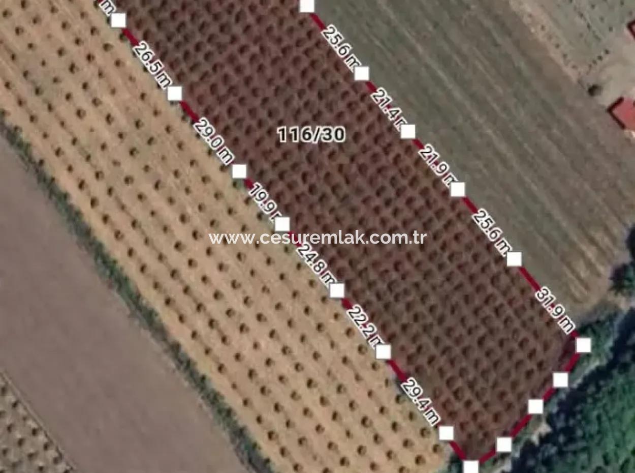 9265M2 Pomegranate Garden For Sale In Ortaca Dalyan Eskiköy Ref.code:sk858