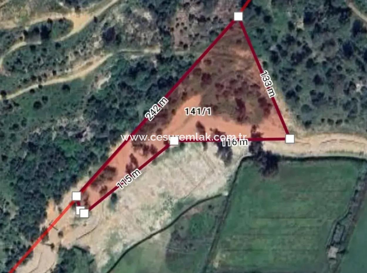 12.466M2 Olive Property For Sale From Cesur Real Estate Close To Sarigerme Road In Güzelyurt