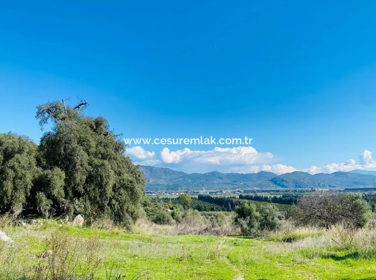 9000M2 Citrus Garden For Sale In Ortaca Fevziye Çürükardın Ref.kodu:sk883