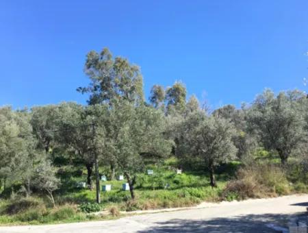 Olive Grove For Sale In Dalaman Şerefler From Cesur Real Estate