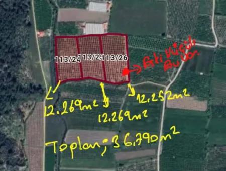 36790M2 Citrus Garden For Sale In Ortaca Mergenli Ref.code:sk855