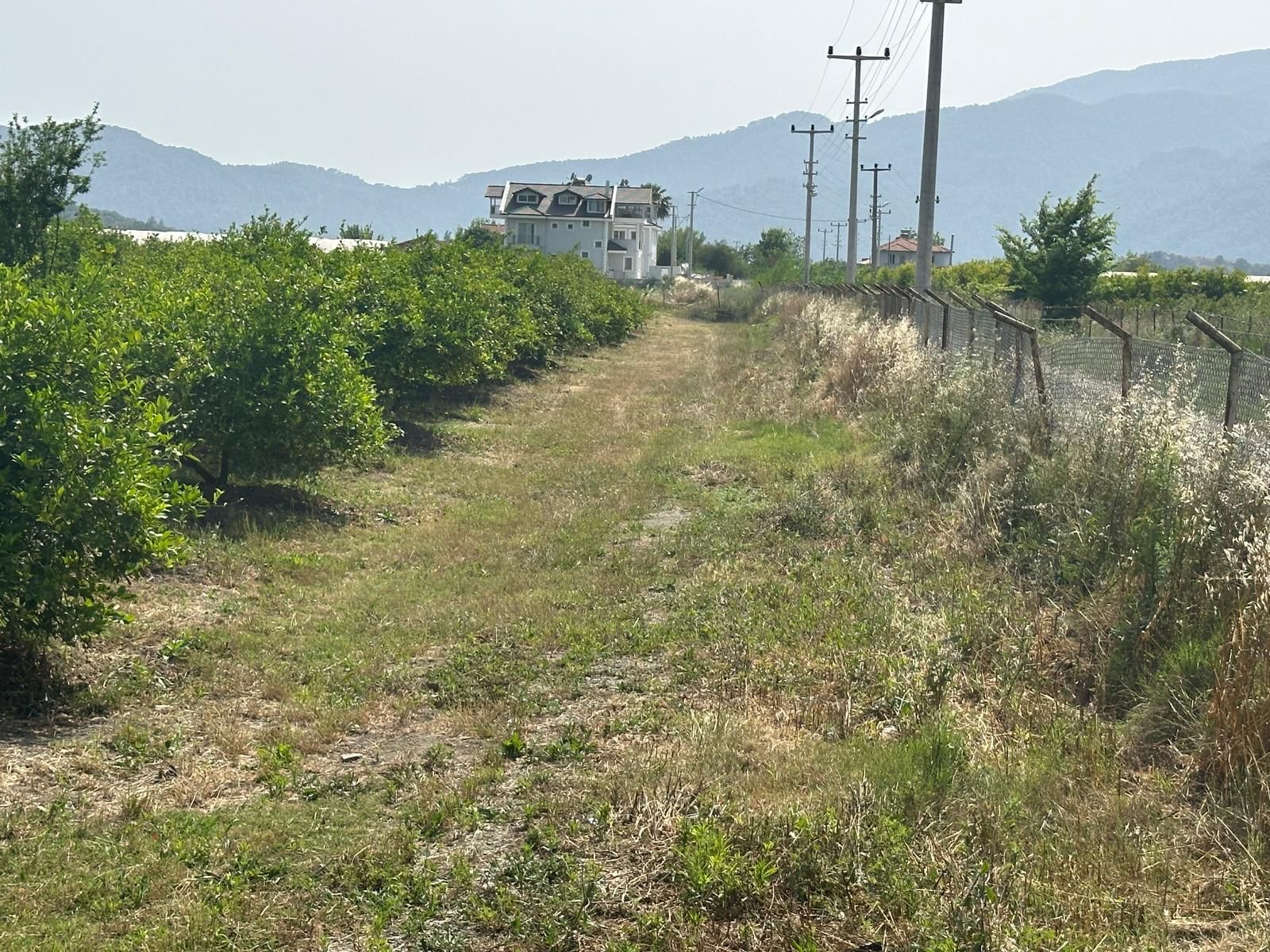 Yıllık Ortalama 100.000 dolar Getirili Dalyan Merkeze 5-6dakika mesafede 25609m2 Satlık Bahçe