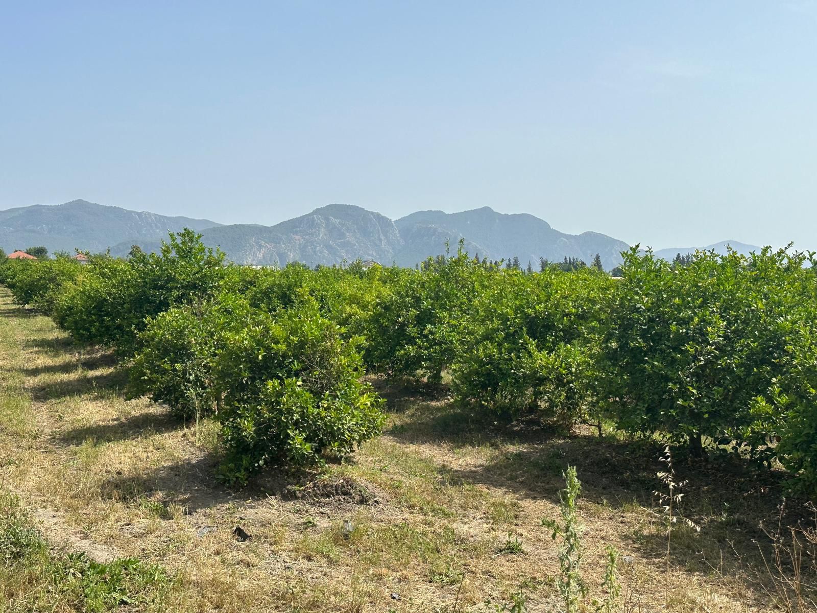 Yıllık Ortalama 100.000 dolar Getirili Dalyan Merkeze 5-6dakika mesafede 25609m2 Satlık Bahçe