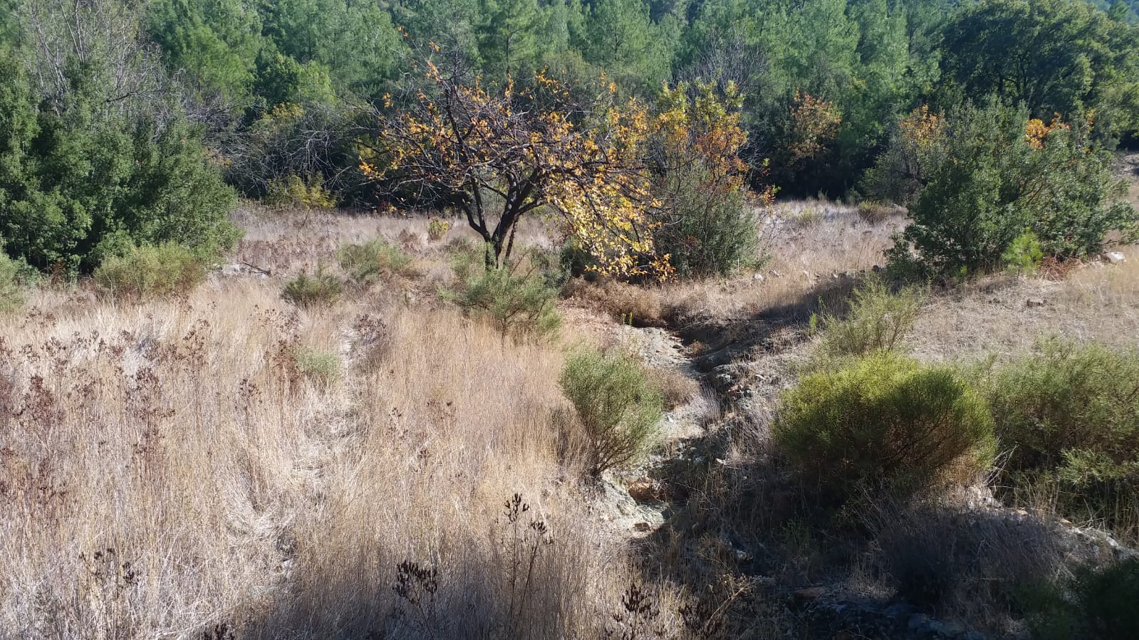 Cesur Emlak'tan Dalaman Elcik'te 9771m2 Satılık Tarla 